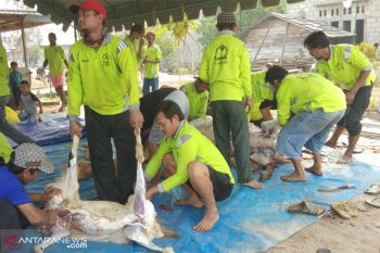 Diselimuti kabut asap, warga tetap antusias lakukan proses pemotongan hewan kurban