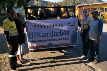 AMNT dan Yayasan Muslim Batu Hijau sumbang 34 ekor sapi