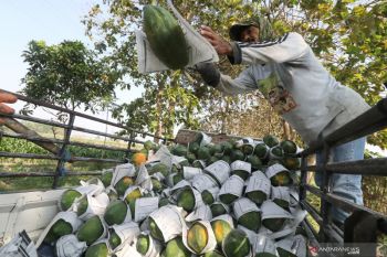 Petani keluhkan harga jual pepaya