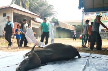 BKKBN Kalteng bagikan 1.200 paket daging kurban