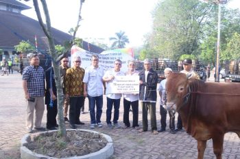 Bukit Asam tebar 75  sapi kurban untuk 28 desa