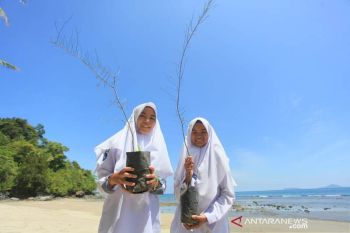 PENANAM CEMARA LAUT