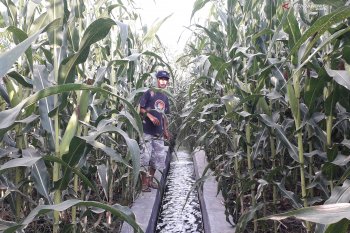 Tanaman jagung petani terserang virus bulai