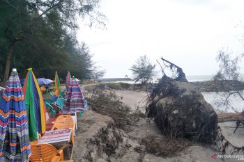 Gelombang tinggi kikis bibir Pantai Kata Pariaman, tumbangkan pohon cemara dan merusak jalan