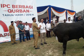 PT Pelindo bagikan 3.500 paket daging kurban