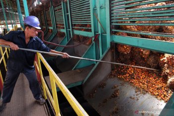 Gapki targetkan seluruh anggotanya bersertifikat ISPO