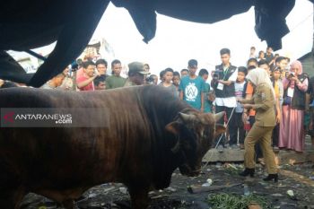 Sapi 1,3 ton  dari Wakil Wali Kota mengamuk saat akan disembelih