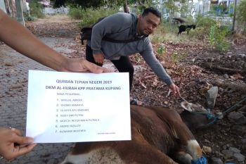17 ekor hewan kurban dari KPP Pratama Kupang kepada masyarakat