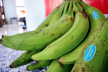 Pisang agung unggulan Kabupaten Lumajang diekspor ke Malaysia