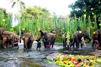 Hari Gajah, gajah "Bali Zoo" santap 300 kilogram buah-buahan