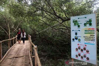 Ratusan mangrove Bekasi terancam mati akibat hama