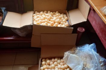 Polisi amankan ribuan telur penyu di pelabuhan