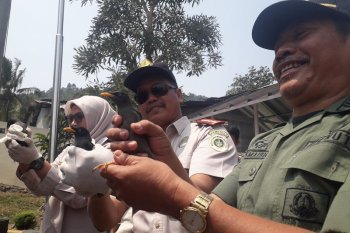 910 ekor satwa liar disita di pelabuhan Bakauheni