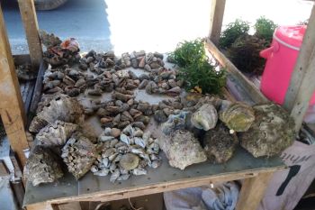 19 kerang kima diamankan PSDKP Kupang