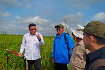 Kepala BRG tinjau realisasi pemulihan hutan SM Padang Sugihan