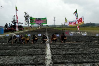Produksi bawang merah Kulon Progo ditarget 6.135 ton