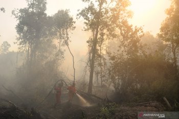 Walhi: Eksploitasi hutan berlebihan paksa harimau ke luar dari habitat