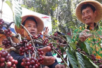 Peluang pengembangan industri pengolahan kopi masih besar