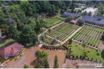 Kayu hitam atau eboni yang tumbuh di antara tambang nikel