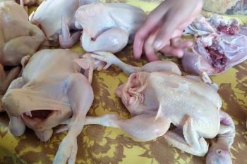 Meski Idul Adha telah berlalu harga ayam potong di Bandarlampung belum turun