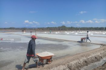 Usaha tambak garam di Nunkurus serap 600 pekerja lokal