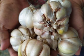 Harga bawang putih di Bandarlampung bertahan