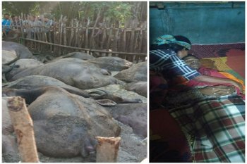 Disambar petir, pengembala dan 19 ekor kerbau mati