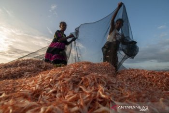 Harga udang merah kering turun