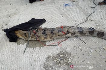 BBKSDA Riau evakuasi buaya muara dari kolam warga di Kampar