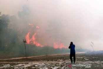 Kebakaran hutan terus bermunculan di Taman Nasional Tesso Nilo Riau