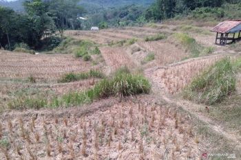 Sejumlah daerah di Sumbar mulai dilanda kekeringan