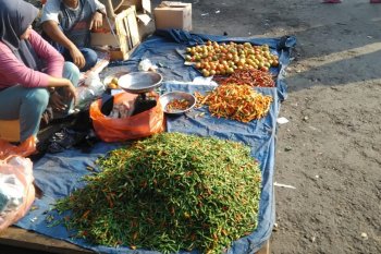 Petani cabai di Banten meraup keuntungan besar