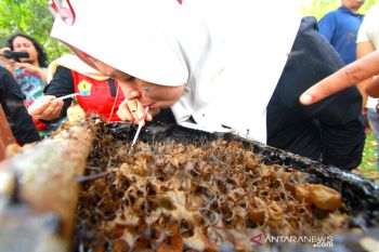 Budidaya Madu Kalulut