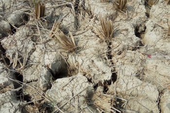 Ratusan hektare sawah di Kabupaten Mesuji kekeringan