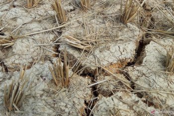 Ratusan hektare sawah di Mesuji kekeringan