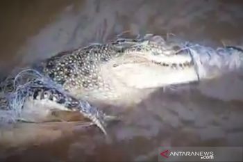 Dikira ikan, ternyata buaya terlilit jaring