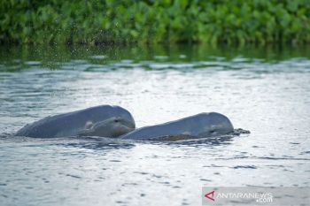 E Kalimantan steps up efforts to protect Mahakam River dolphins