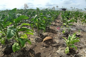 Ratusan hektare tanaman tembakau di Gunung Kidul siap dipanen dengan kualitas bagus