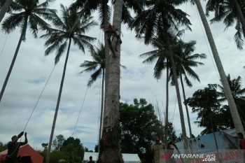 Lomba panjat kelapa tradisional promosi pariwisata Parigi Moutong