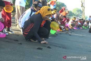 BKIPM melepasliarkan 500 penyu dan 10.000 ekor kakap