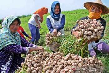 Aceh Tengah masuki musim panen terakhir bawang putih