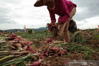 Pemkab Kapuas terus mendorong petani lokal kembangkan bawang merah