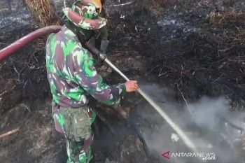 Program peduli gambut perlu keselarasan