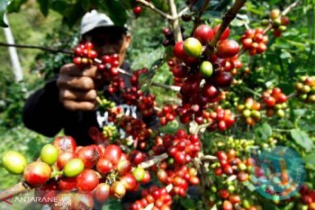 Indonesia promosi di Festival Kopi Praha