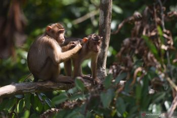 Pansus mulai petakan kajian pemerintah terkait pemindahan ibu kota ke Kalimantan