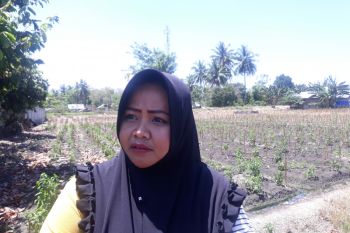 Wanita tani Sigi di Dolo terkendala air kembangkan pertanian