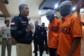 Penyelundupan 65.000 benih lobster  digagalkan Bea Cukai Palembang