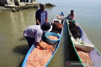 Udang hasil tangkapan nelayan Palu melimpah