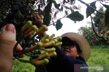 Harga cengkih di Sulawesi Utara turun tipis