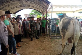 Wagub: populasi ternak sapi Sulteng masih jauh dari target yang ditetapkan